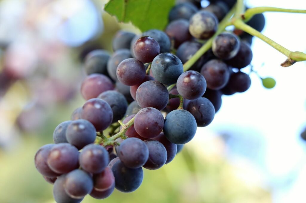 grapes-isabella