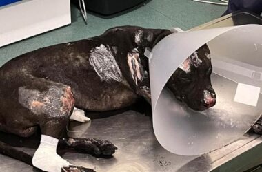 Argo, the dog burned alive
