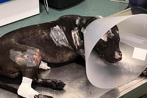 Argo, the dog burned alive