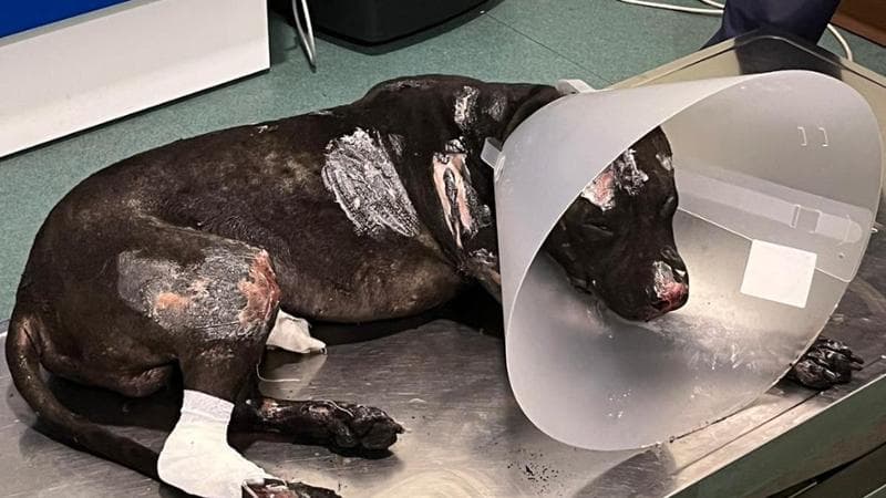 Argo, the dog burned alive