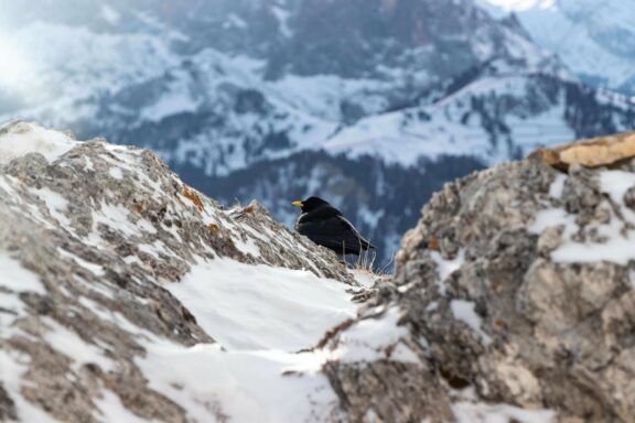 Italy Black Bird