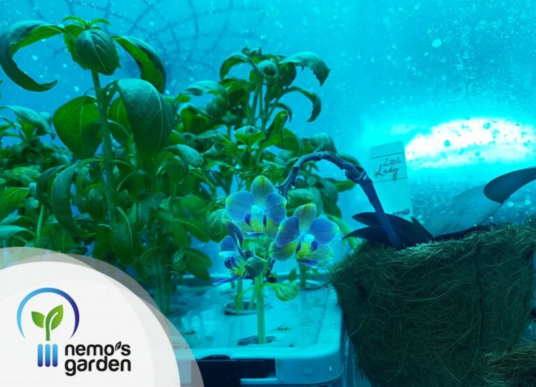 In Italy, the world's first underwater garden: Nemo’s Garden - Life in ...