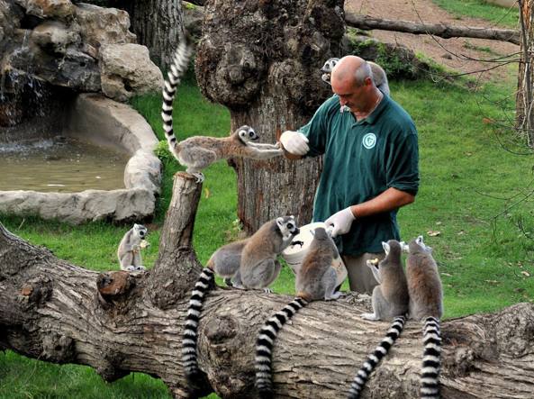 Lemurs in BioParco, R