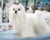 Discovering the Maltese: Italy’s premier show dog
