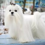 Maltese longhair