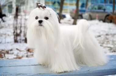 Maltese longhair