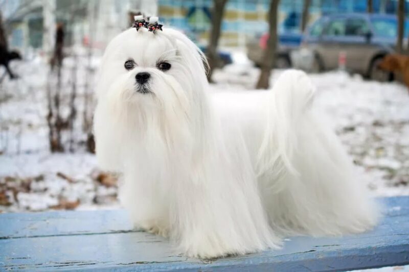 Maltese longhair