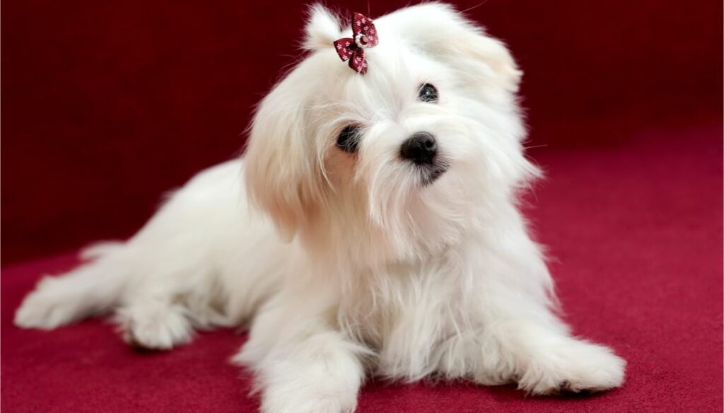 Maltese dog shorthair