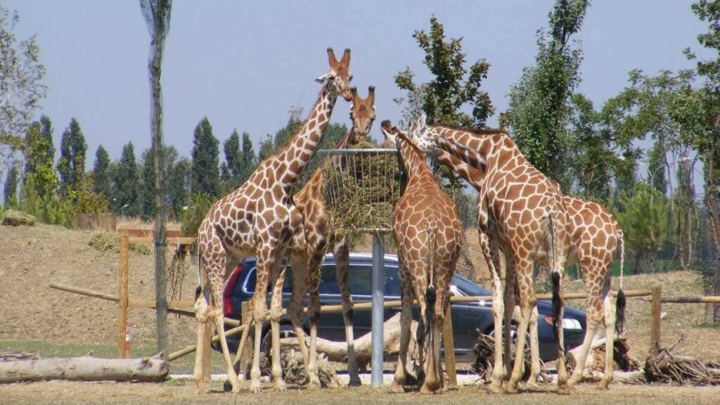 Zoo Safari in Emilia Romagna
