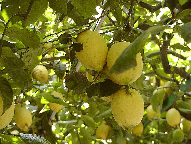 Amalfi Lemons