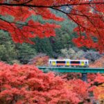 Foliage Train