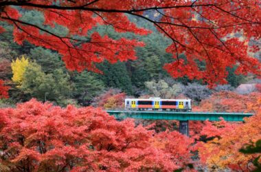 Foliage Train