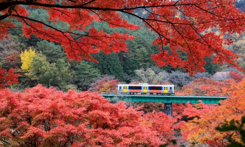 Foliage Train