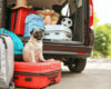 Moving to Italy with your pet: the step-by-step procedures