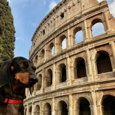 Moving to Italy with your pet