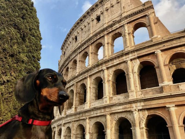 Moving to Italy with your pet