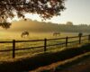 Living in Italy with horses: the paradise of rural areas