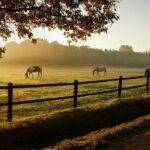 Living in Italy with horses