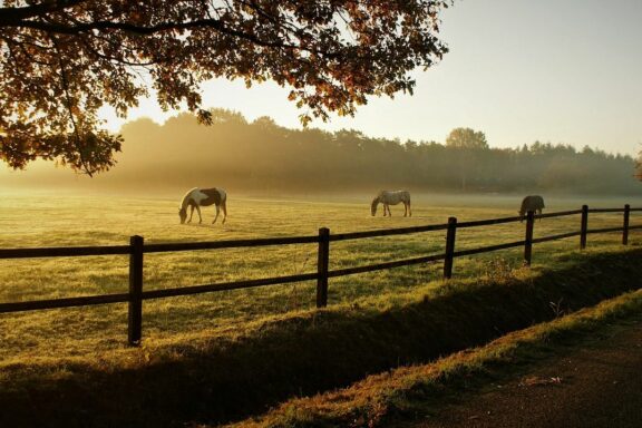 Living in Italy with horses