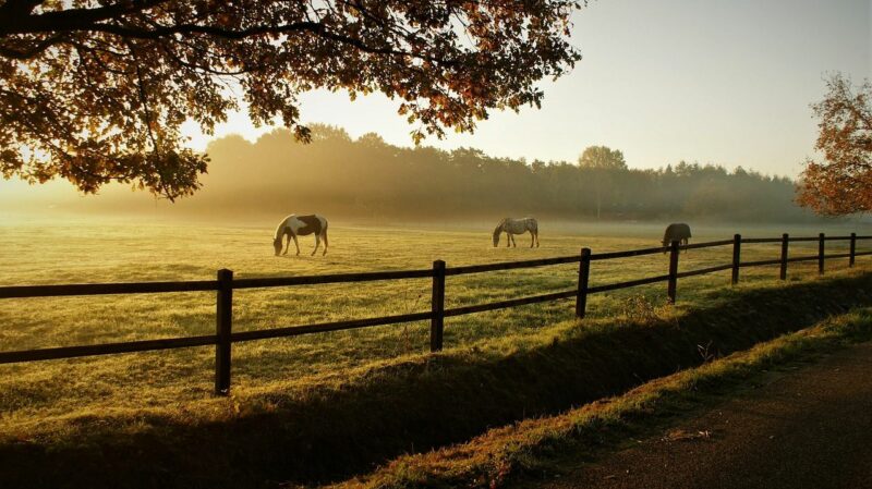 Living in Italy with horses