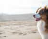 Which are the most pet-friendly cities in Italy?