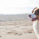 Pet-friendly cities in Italy