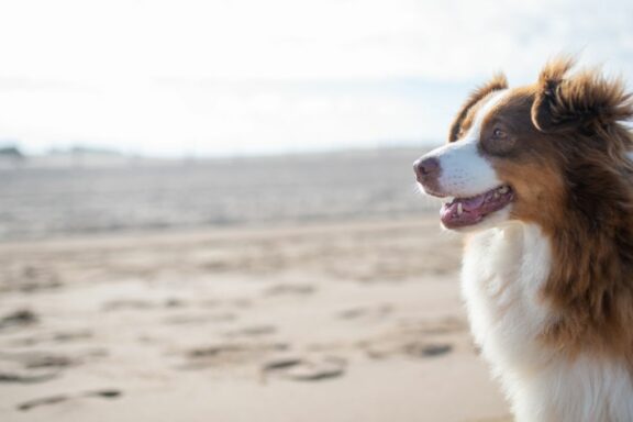 Pet-friendly cities in Italy