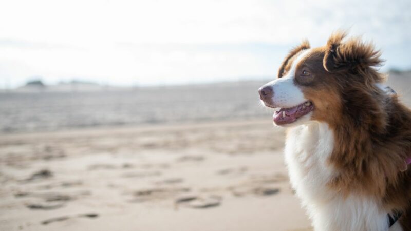 Pet-friendly cities in Italy